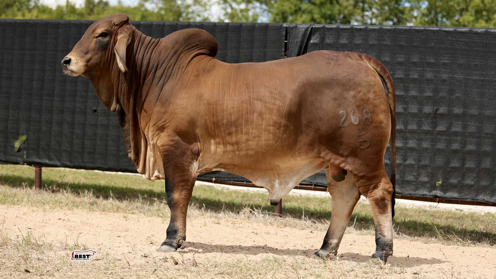 LOT 10 - MR HC TYSON 268/5
