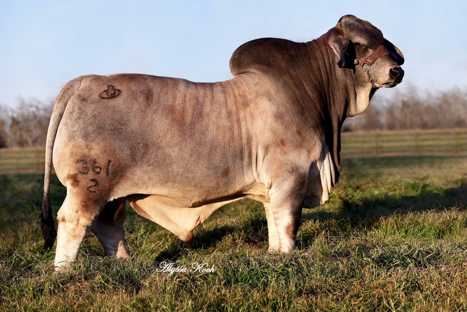 LOT 10 - SCHULTES MR. PENDELTON 361/2-THREE (3) CONVENTIONAL SEMEN STRAWS