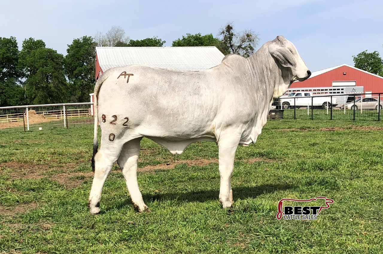 LOT 08 - AT MISS JOLENE 822/0