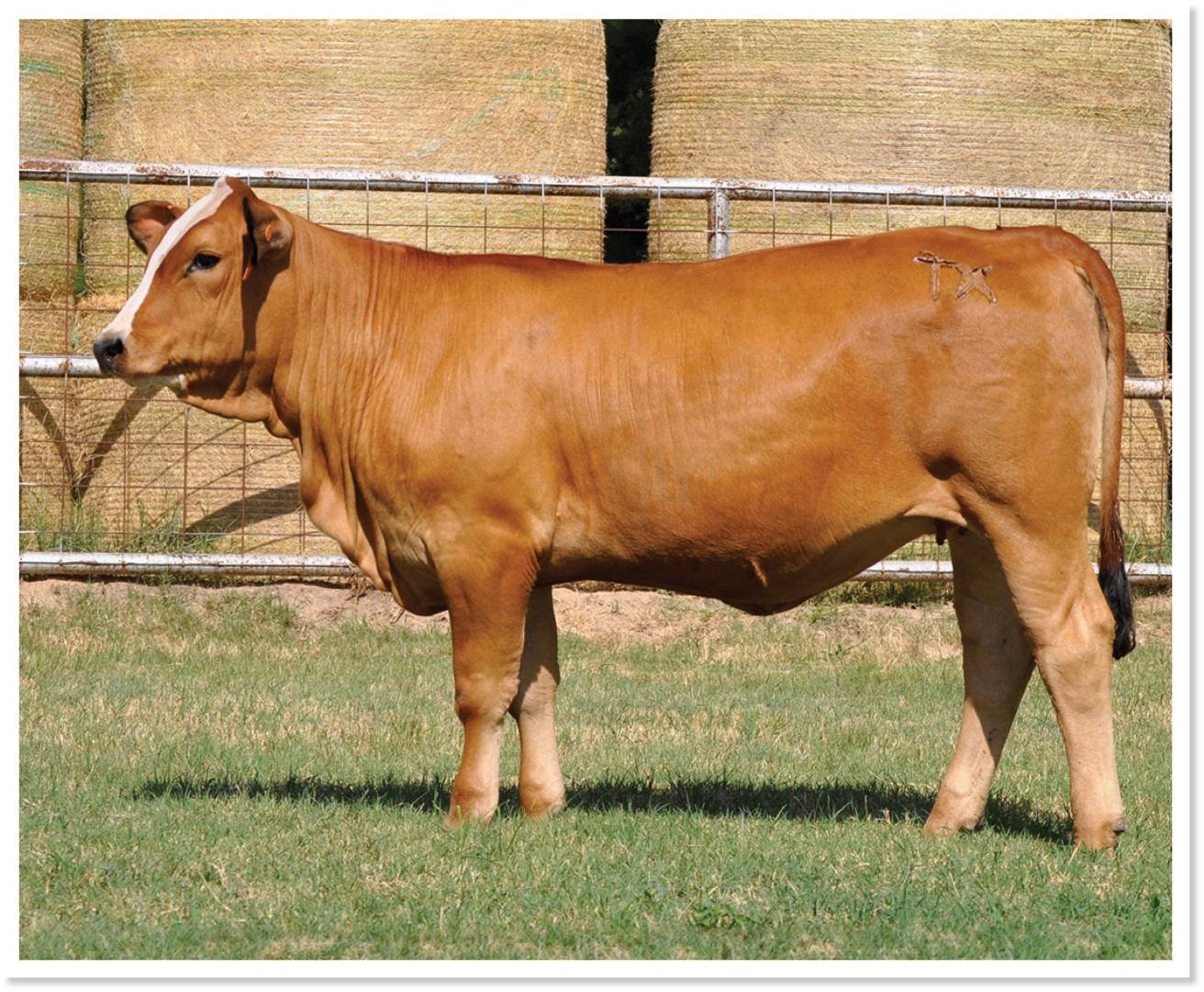 Kay R Cattle LOT 28 - PRR KAYLIE 338K