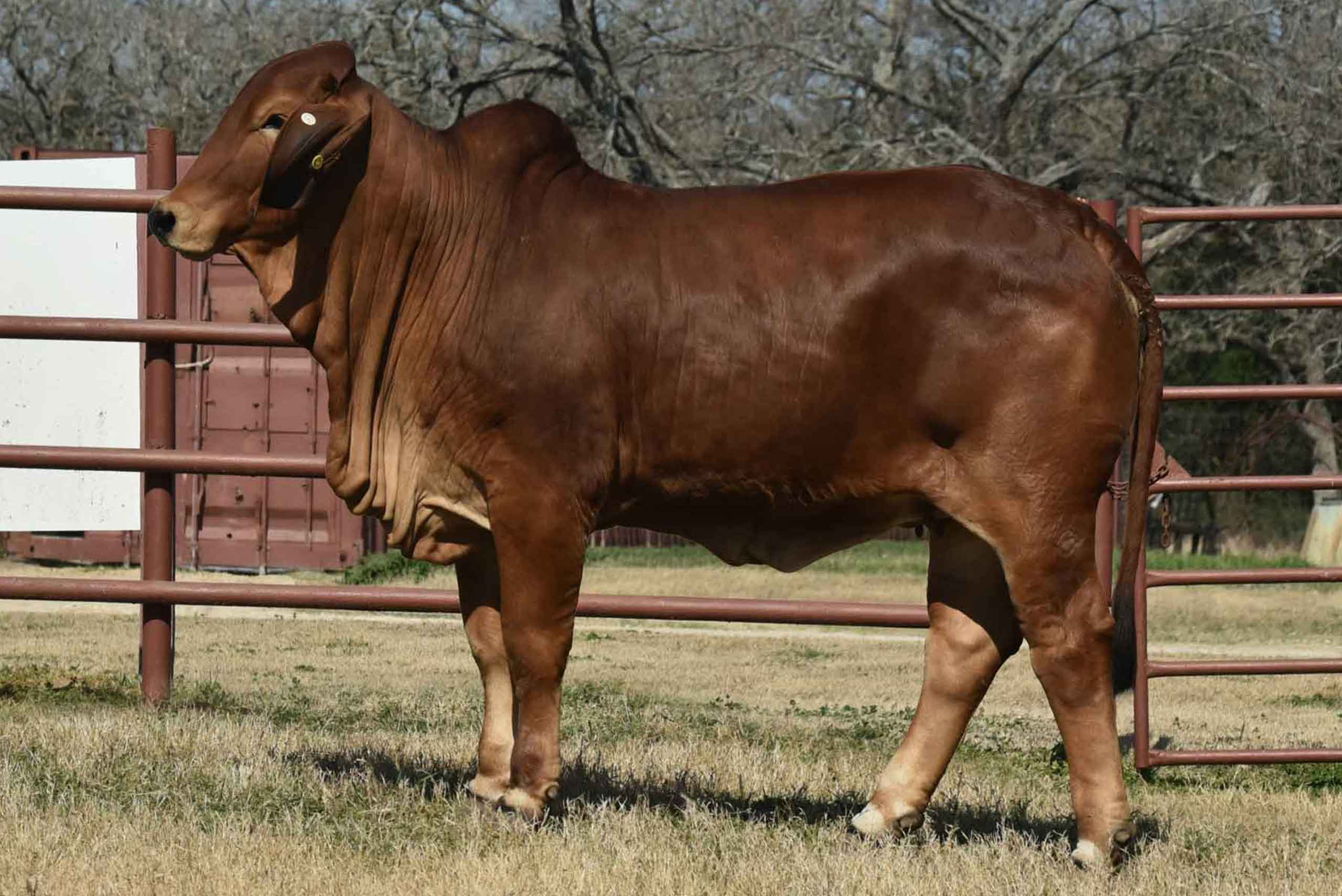 LOT 19 - HK MS. VOLUNTEER AMERICA 437/4