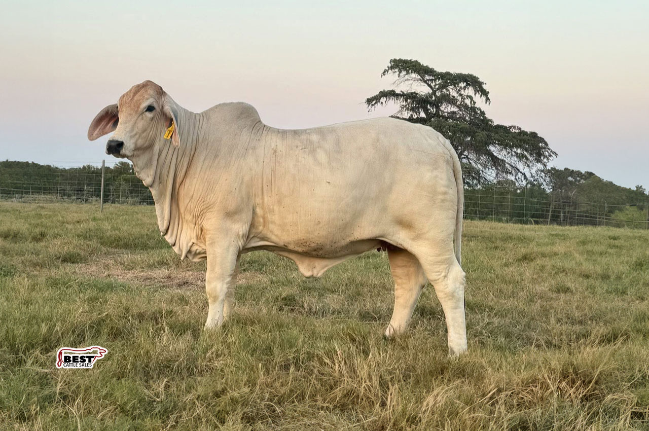 LOT 07 - MISS US POLLED LUCIA 8/4 (P)