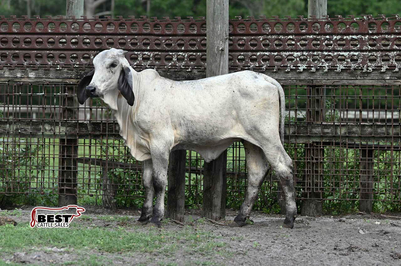 LOT 04 - DLS MISS CHEYENNE 422
