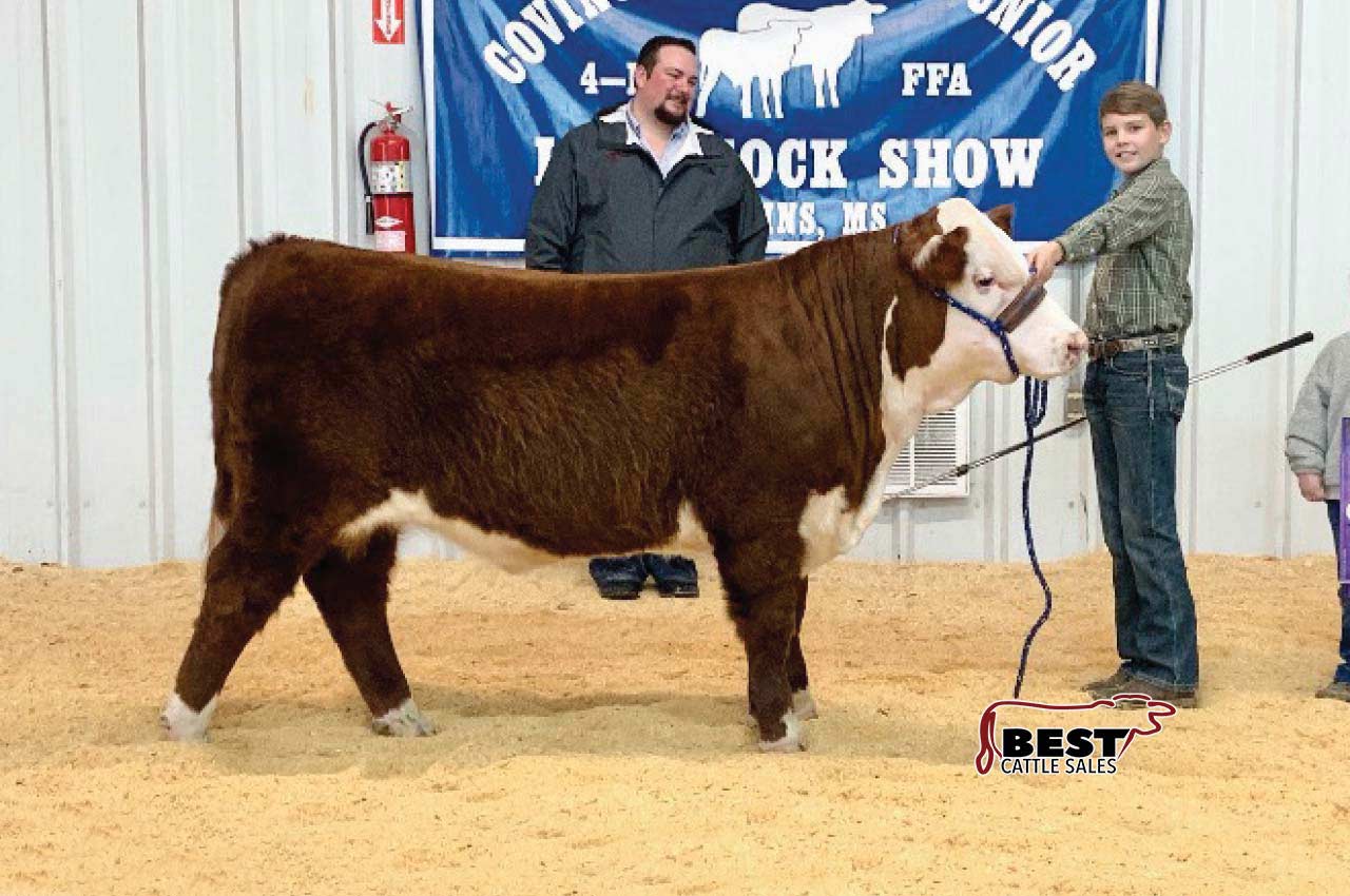 LOT 097 - HAGAN HINTON - REGISTERED HEREFORD HALTER BROKE BULL