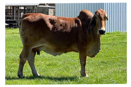 LOT 005 - MS BAR LLL ATHENA