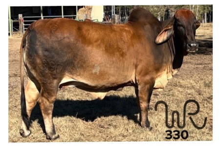 LOT 007 - KR MS RED CAYENNE 330