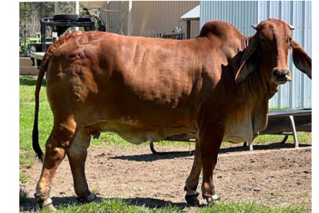 LOT 010 - MS BAR LLL BRYNLEE