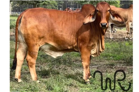 LOT 011 - WR MS FREEBIRD 919
