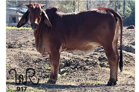 LOT 013 - WR MS LONGSHOT 917