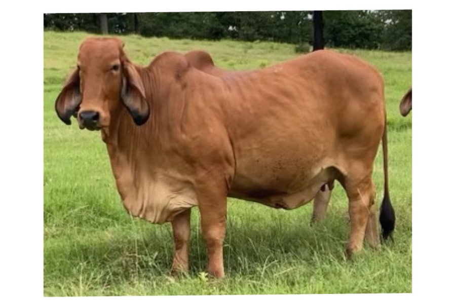 LOT 016 - NV MISS CHIEF MUY 7/5