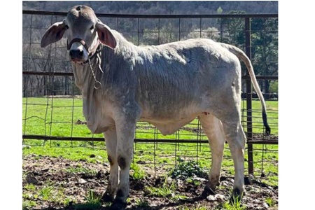 LOT 018 - MISS TYLER MADDY 266