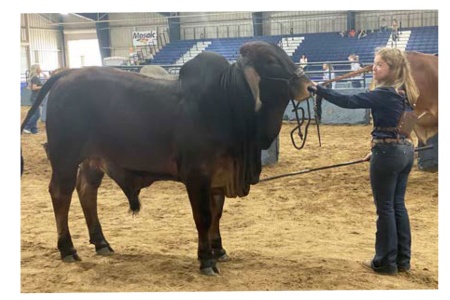 LOT 019 - DC MR GOLIATH ROJO