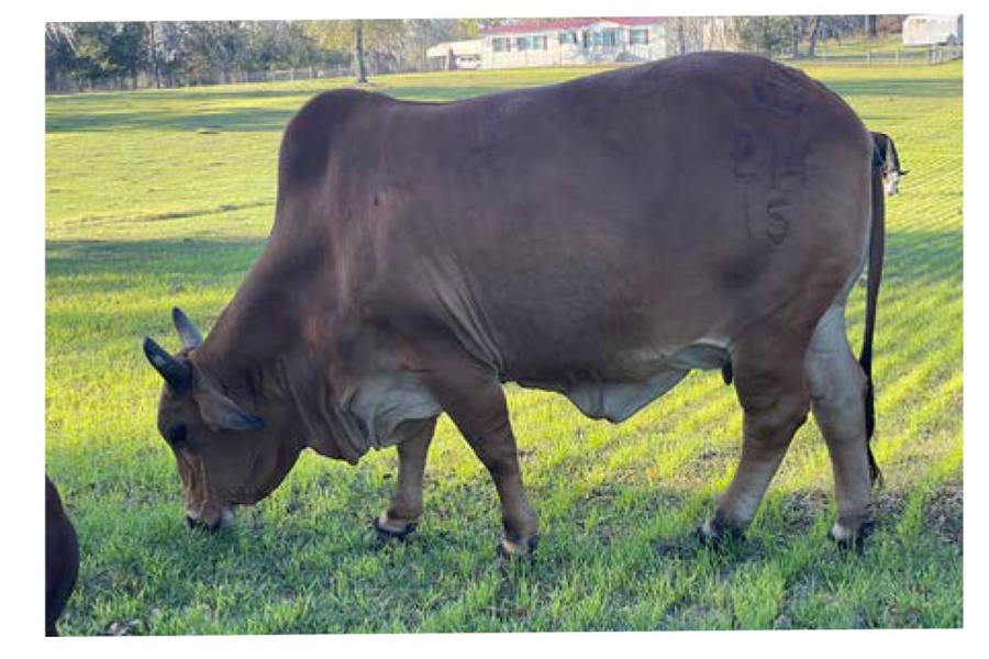 LOT 020 - JD MISS VALENTINE 214/15