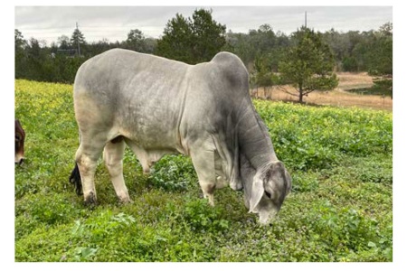 LOT 024 - DC MR HUMPHREY