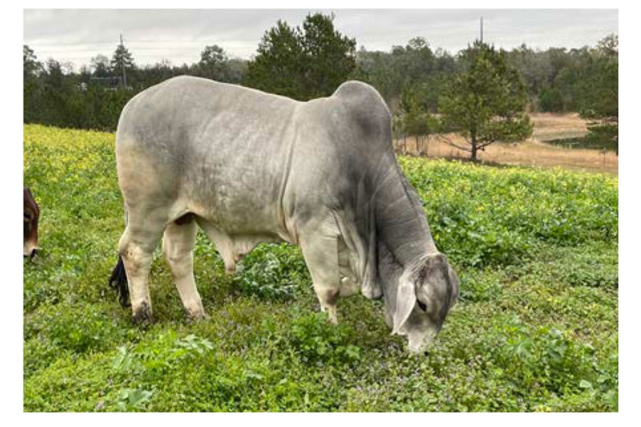 LOT 024 - DC MR HUMPHREY
