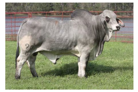 LOT 025 - LEE’S MR. SAWYER MANSO