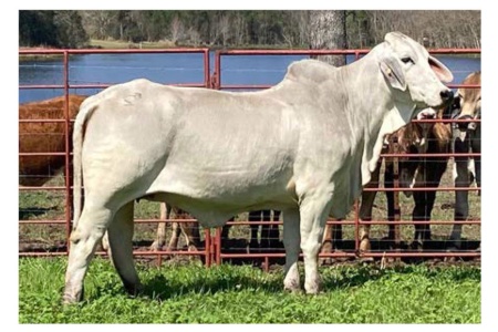 LOT 027 - MISS J&M ANGELA 274/8