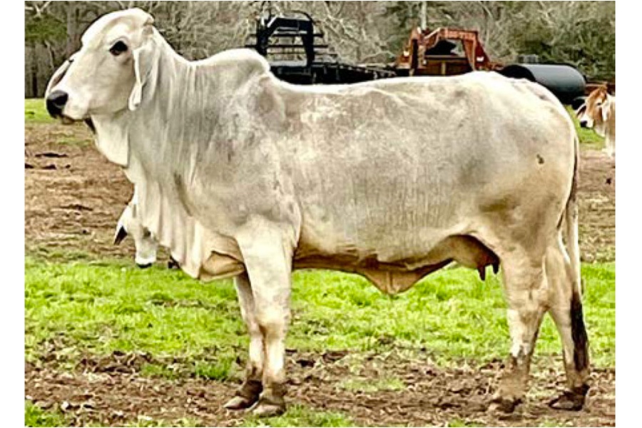 LOT 028 - MORENO MS. I AM QUEEN