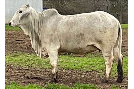 LOT 029 - MISS MCCARTNEY 60