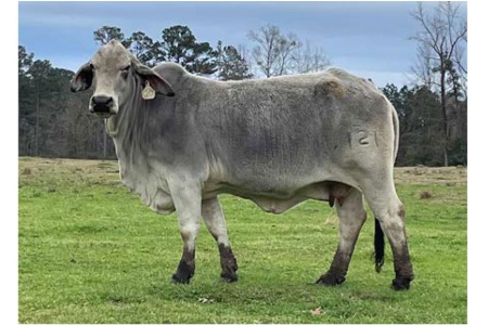 LOT 030 - MS MCCARTNEY 121