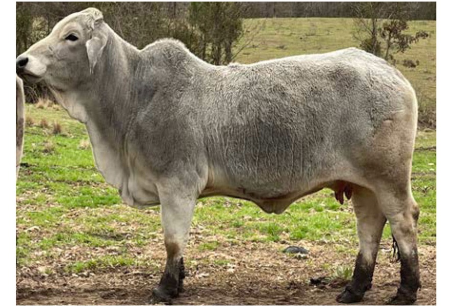 LOT 033 - MISS MCCARTNEY 97