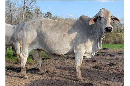 LOT 034 - FF LADY BELL 643/1