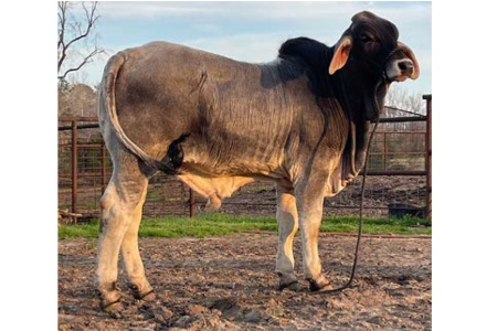 LOT 036 - MR. BROOKS MCCARTNEY 21