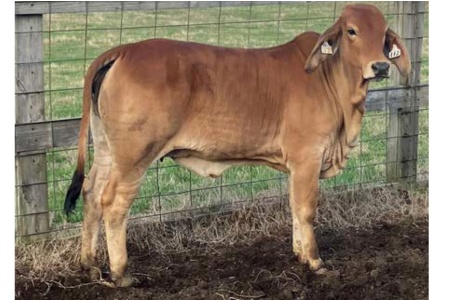 LOT 037 - MS WH BIG HAT 112