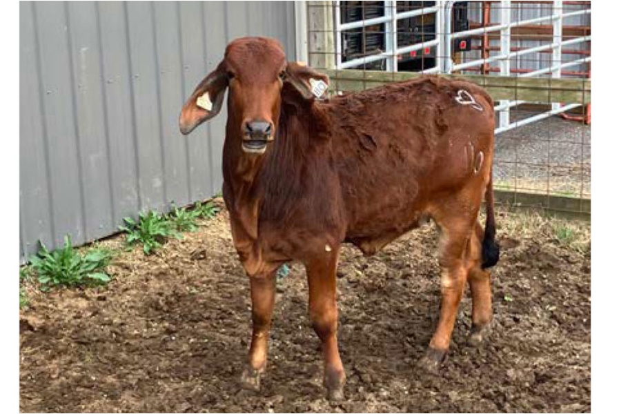 LOT 038 - MS WH BIG HAT 110