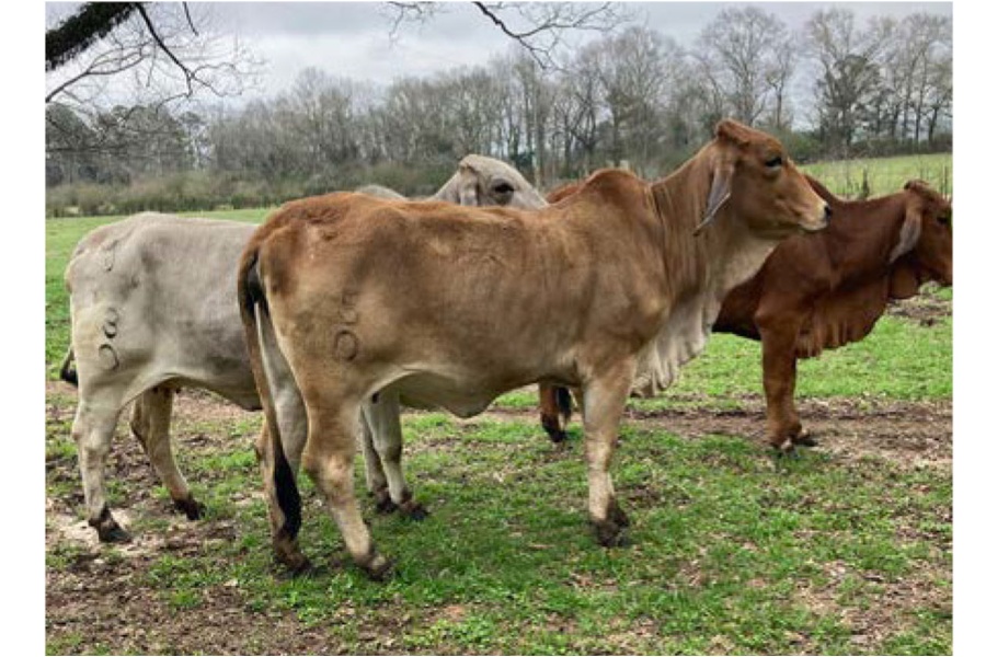 LOT 041 - MISS A/J 5/0