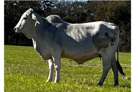 LOT 045 - FARLEY DIAMOND 2 (P)