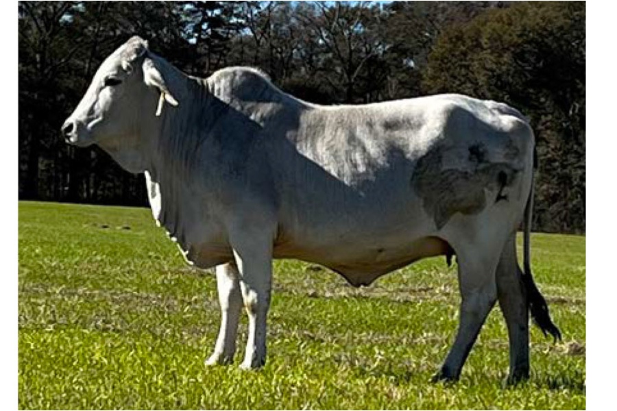 LOT 045 - FARLEY DIAMOND 2 (P)