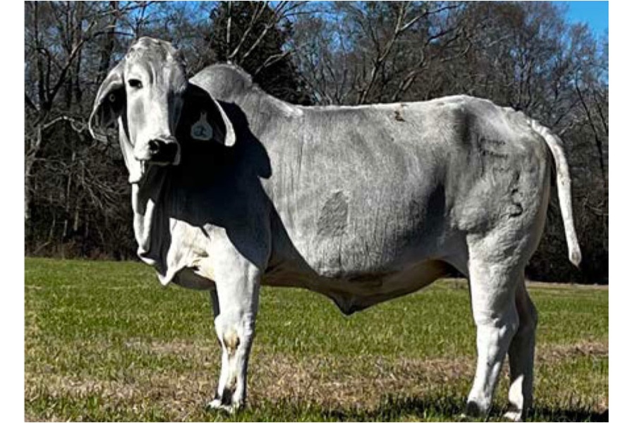 LOT 047 - FARLEYS VALENTINE LADY (P)