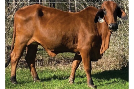 LOT 049 - MISS WH BIG HAT 85