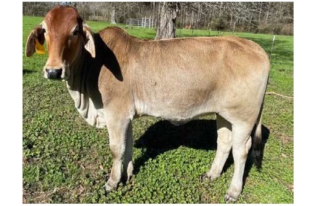 LOT 051- MISS A/J 12/1 (P)