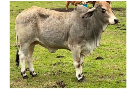 LOT 052 - MISS JS/OK 857/9