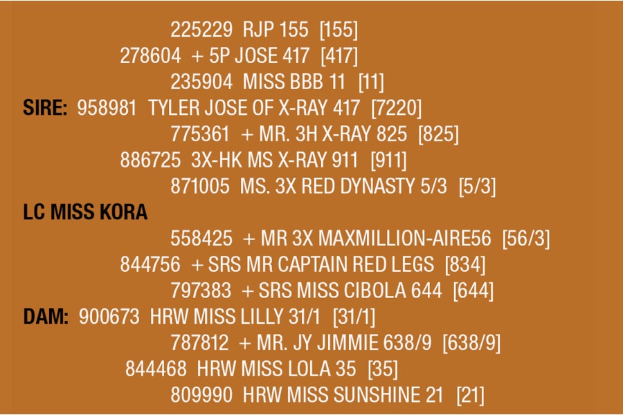 LOT 054 - LC MISS KORA