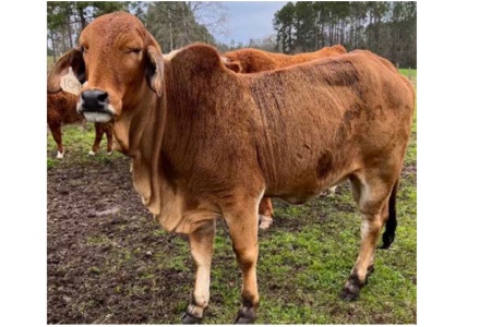 LOT 055 - MISS 10/1 SUGAR (P)