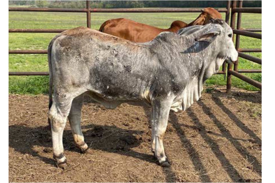 LOT 061 -  AF MS RHINEAUX JADE