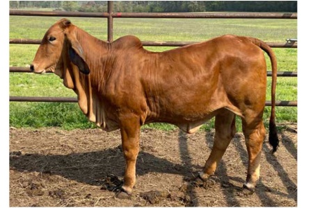 LOT 060 -  AF MISS RHINEAUX ROJA