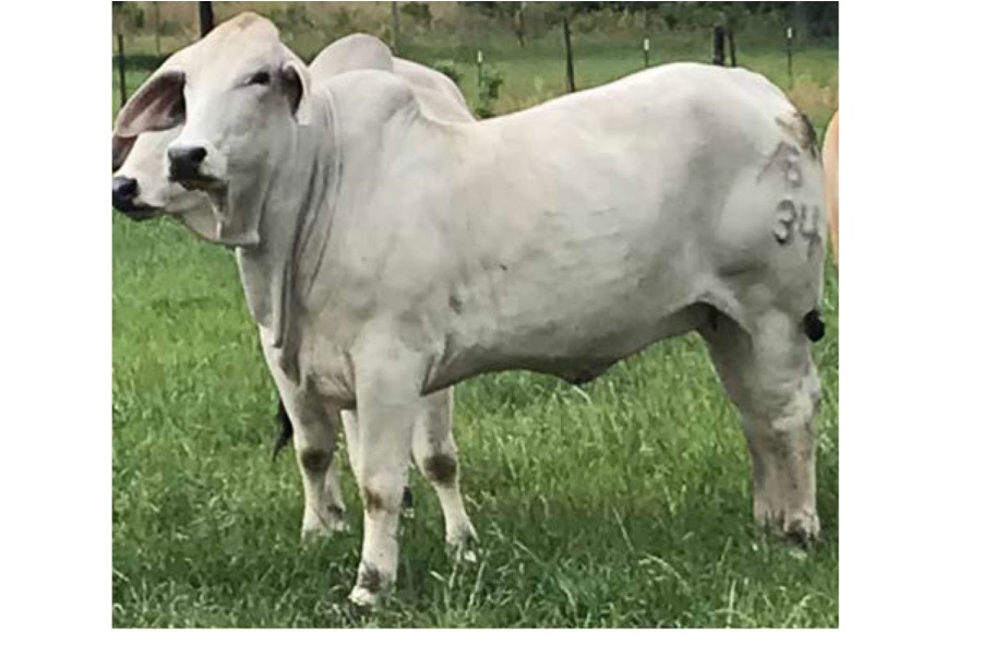 LOT 065 - AB ESTHER