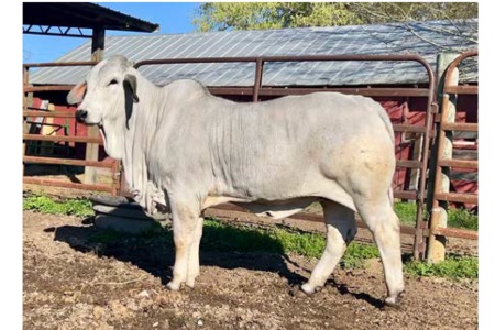 LOT 069 - 6W SWEET BABY JANE 265