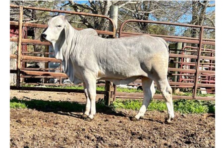 LOT 070 - 6W MS LUNA MANSO 274