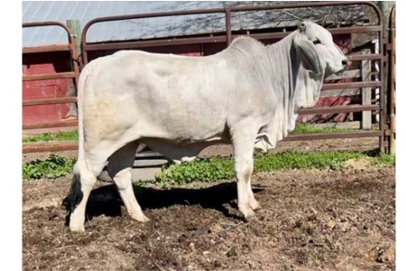 LOT 071 - 6W MS SHANDEE MANSO 275