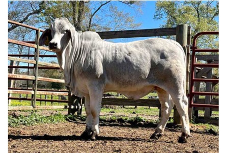 LOT 072 - 6W MS HATTIE MANSO 273