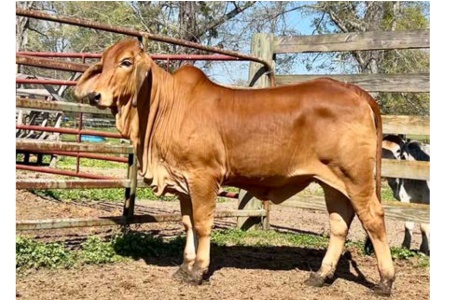 LOT 073 - 6W MS DOTTIE 276