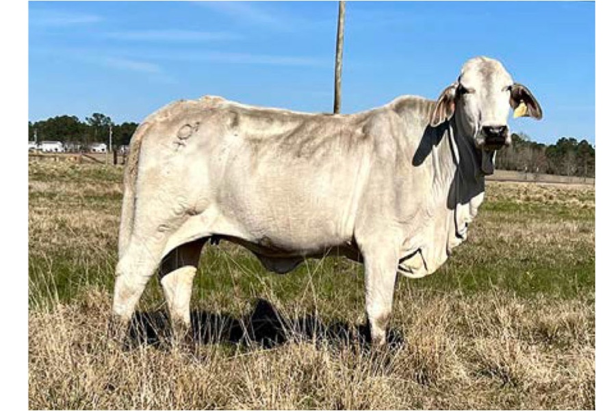 LOT 075 - MISS J&M SEXADA 850/5