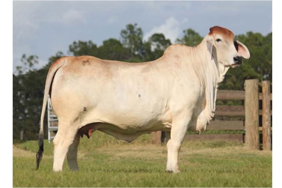 LOT 076 - MORENO MS TRACY MARIE