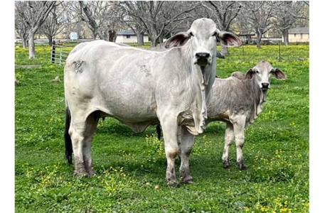 LOT 084 - LADY CLF MARDI GRAS 121/4