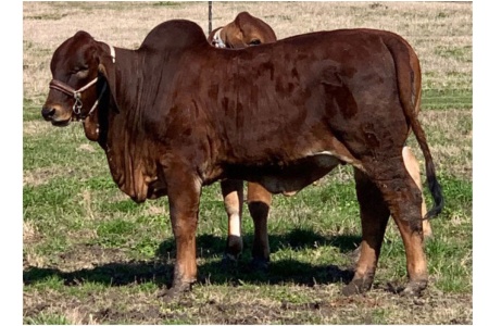 LOT 088 - MS CADDO TIANNA 126